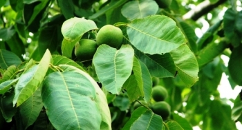 Yalova 3 Ceviz Fidanı