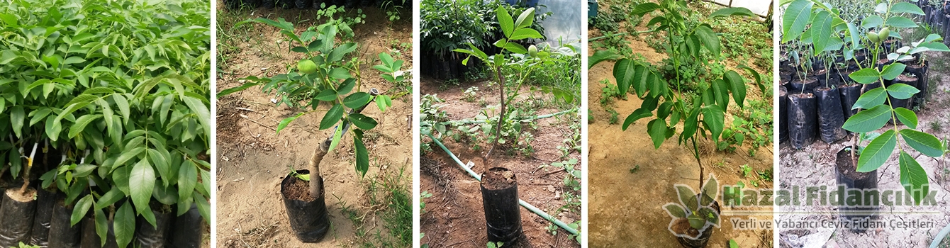 Ceviz Fidanı Nasıl Dikilmelidir?