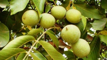 Şebin Ceviz Fidanı