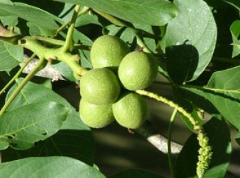 Kaman 1 Ceviz Fidanı