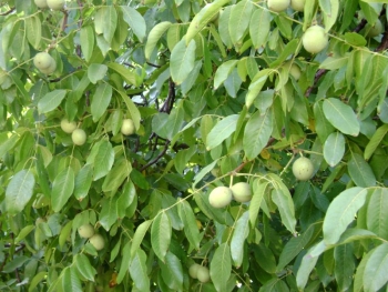 Kaman 4 Ceviz Fidanı