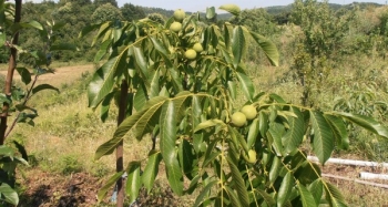 Yavuz 1 Ceviz Fidanı