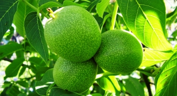 Bilecik Ceviz Fidanı