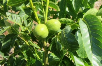 Yalova 1 Ceviz Fidanı